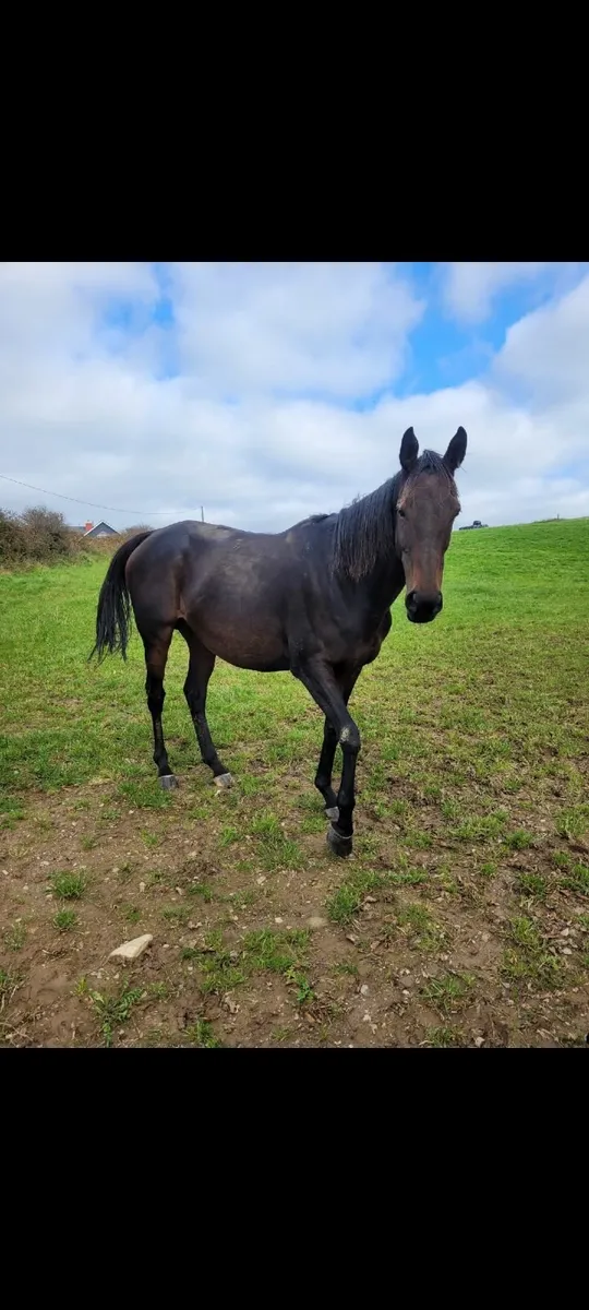 Broodmare ready for early cover - Image 3