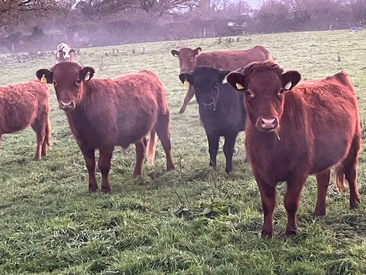 Dexter cattle - Image 1