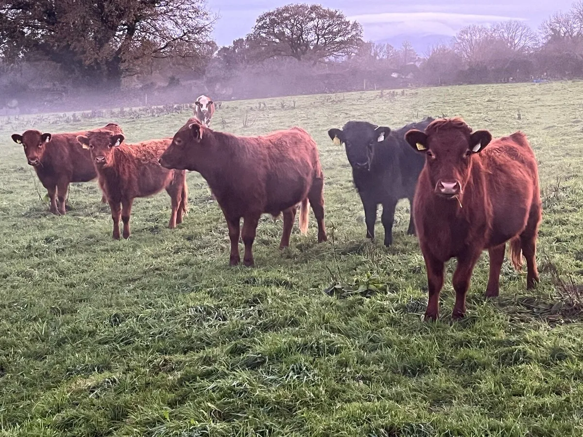 Dexter cattle - Image 3