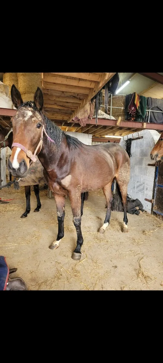 2 diamond boy fillies - Image 2