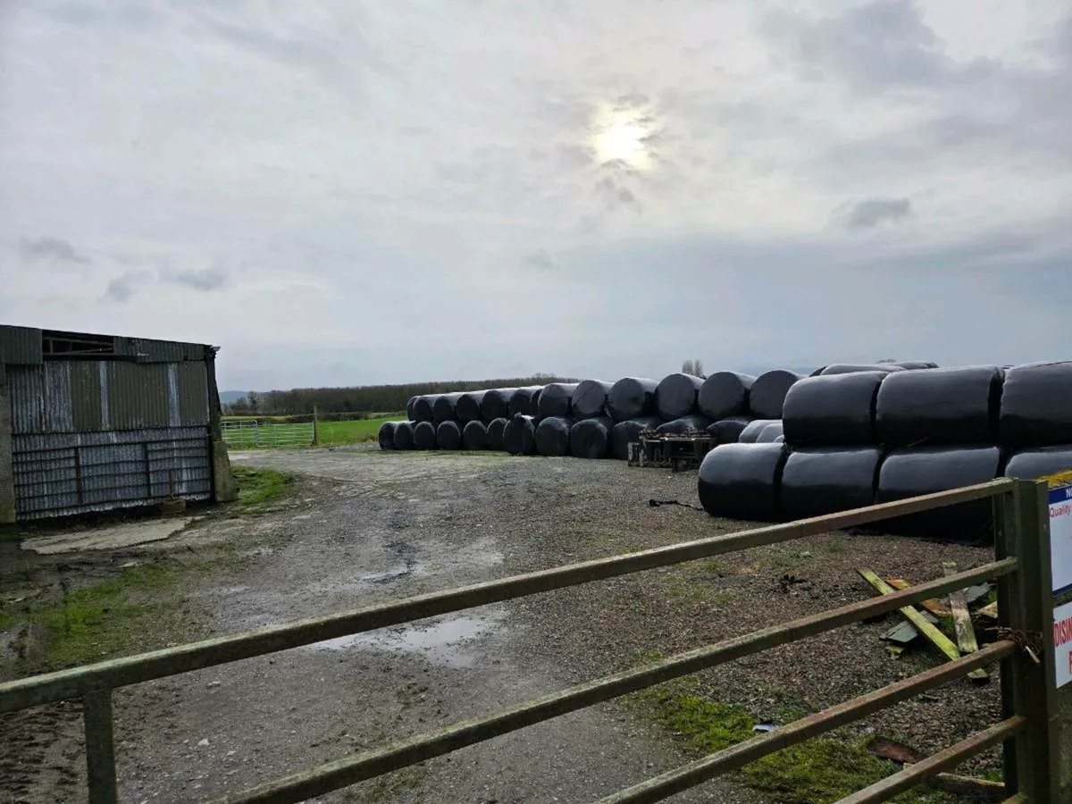 Top quality 1st and second cut silage - Image 3