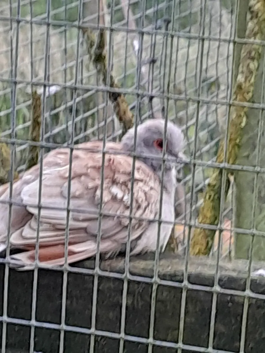 Diamond Doves - Image 1