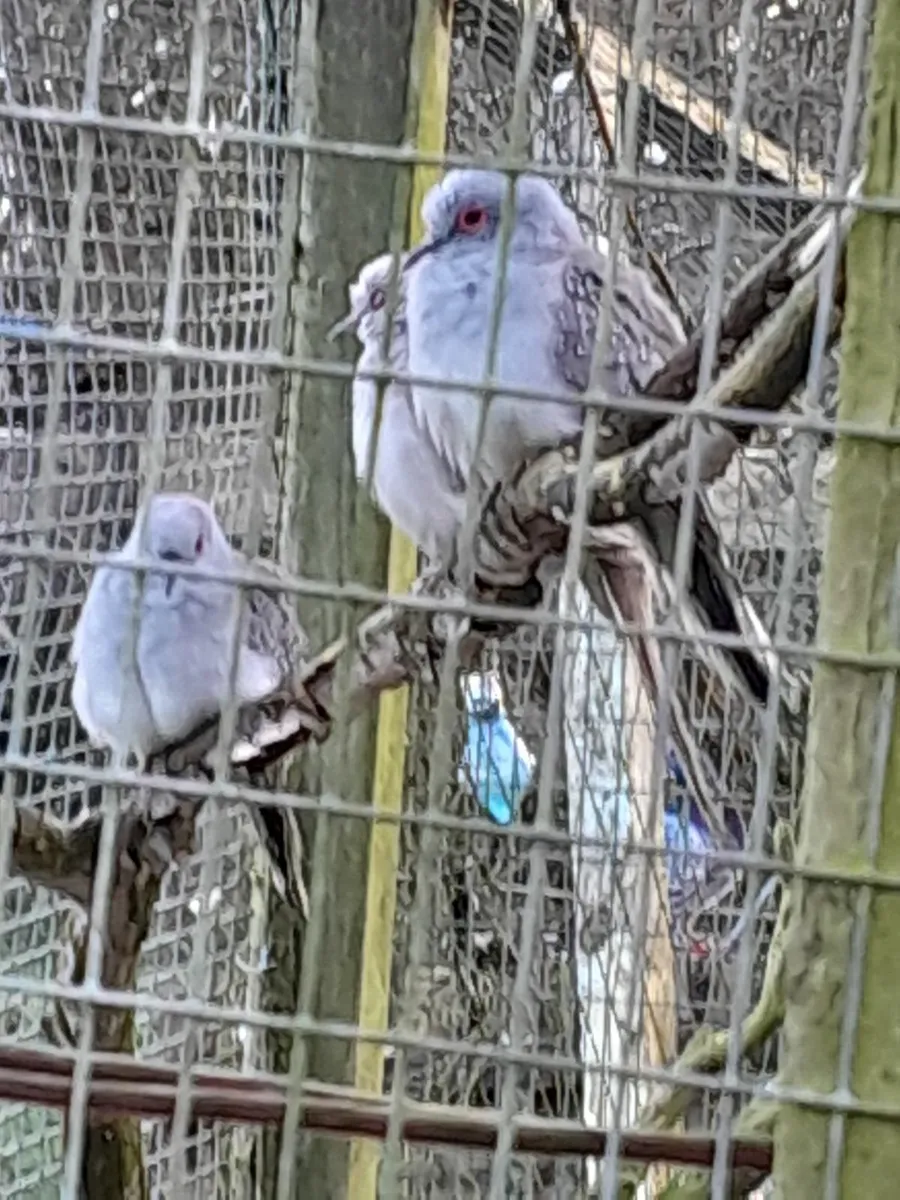 Diamond Doves - Image 2