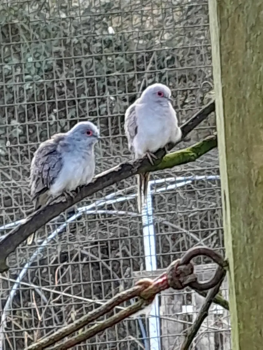 Diamond Doves - Image 3