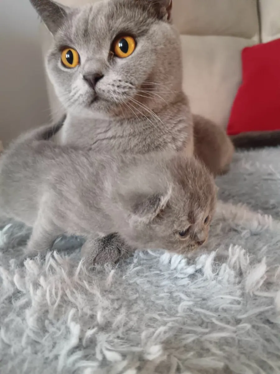 British Short Hair - Image 1