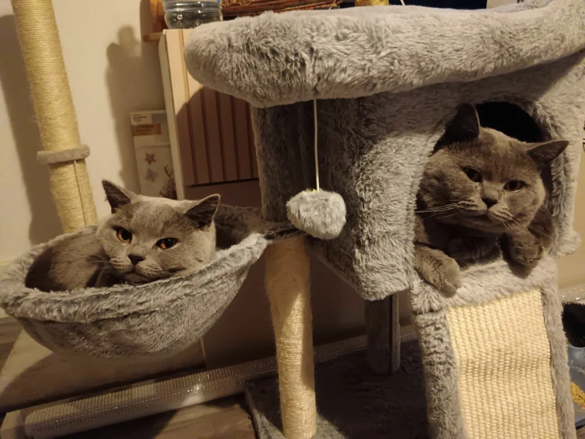 British Short Hair - Image 2