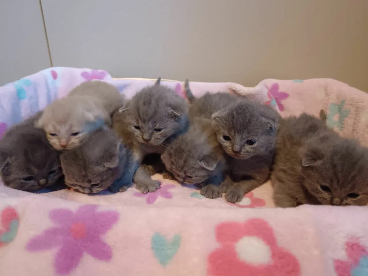 British Short Hair - Image 3