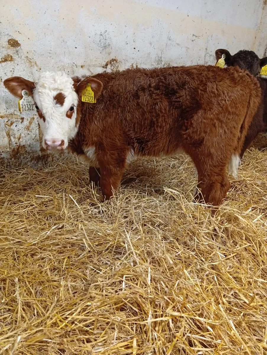 Angus heifers and Hereford heifers - Image 1