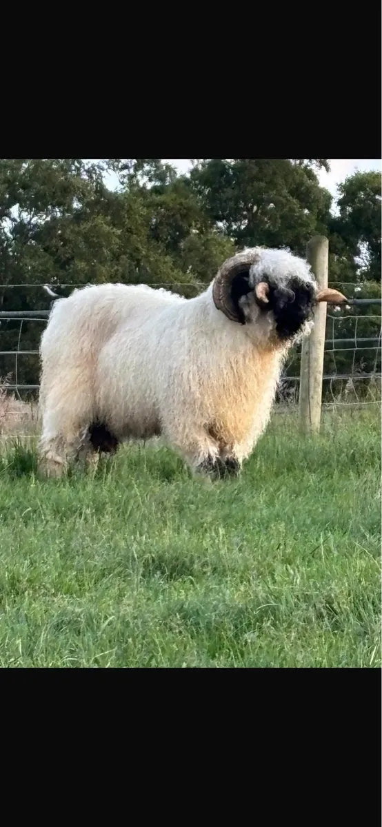 Valais Blacknose Ewes & Lambs - Image 3