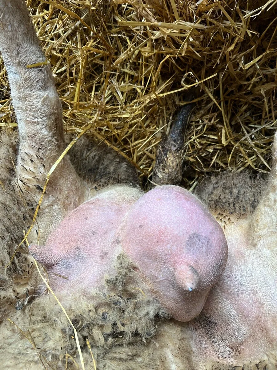 Foster ewes - Image 3