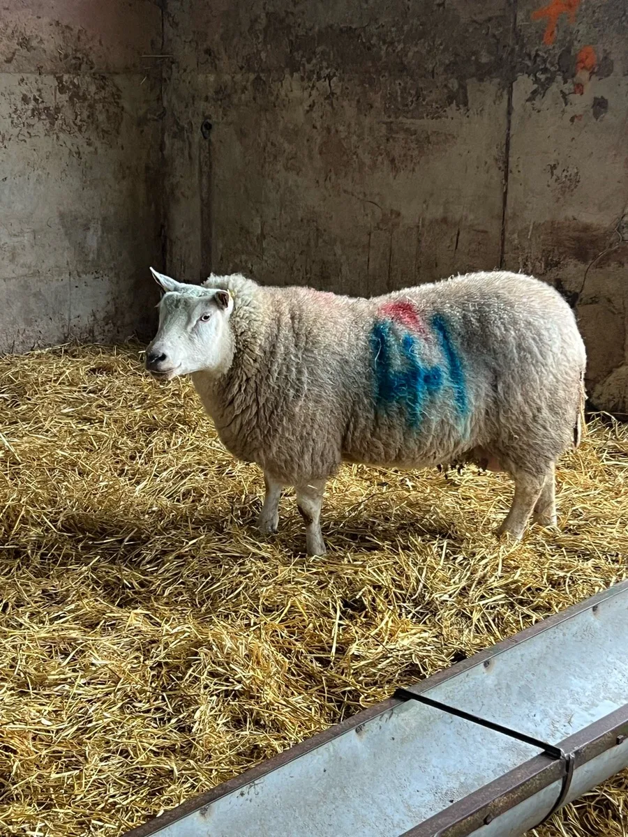 Foster ewes - Image 4
