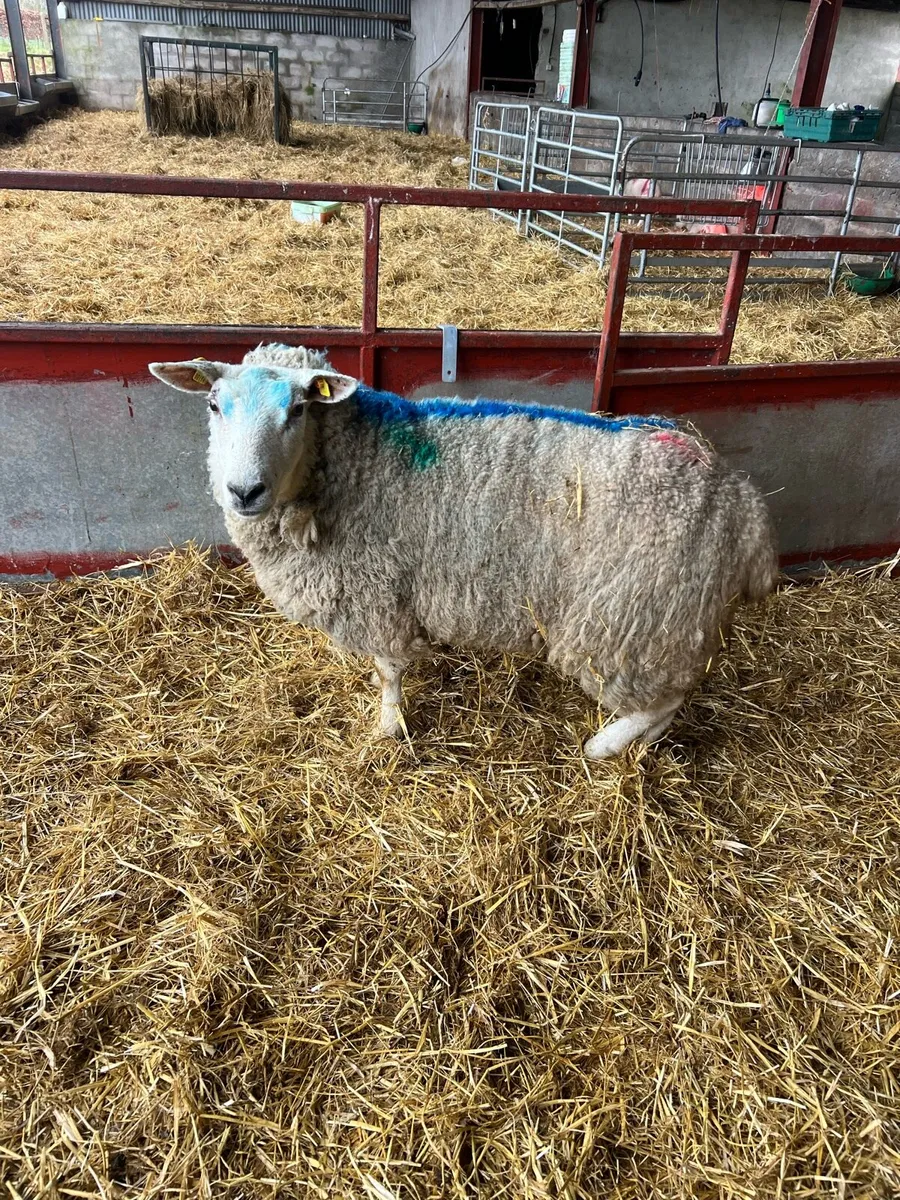 Foster ewes - Image 2