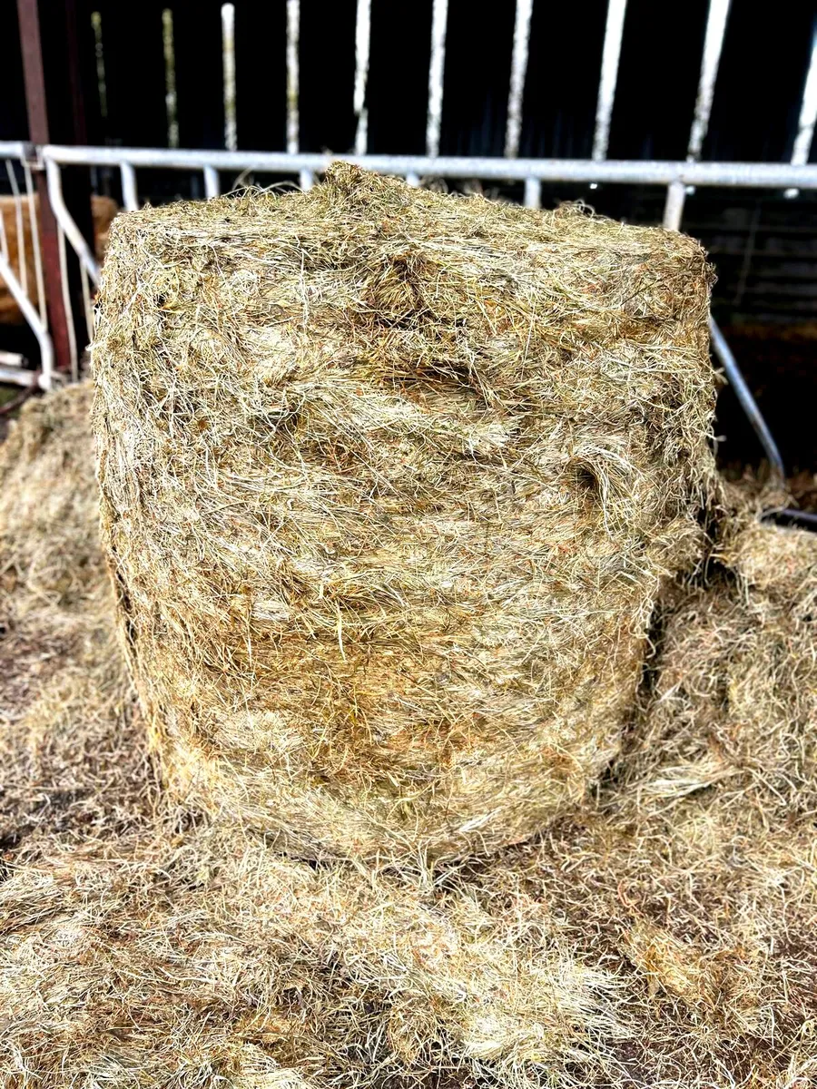 Silage 84 bales - Image 2