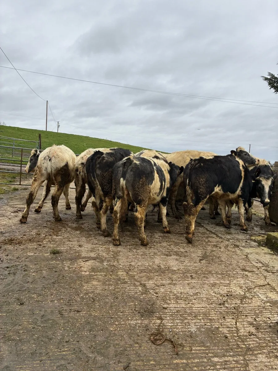BB bullocks - Image 1