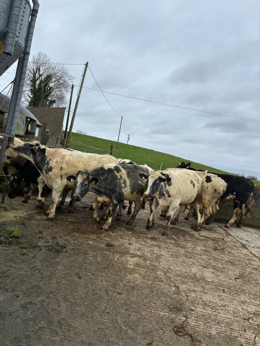 BB bullocks - Image 2