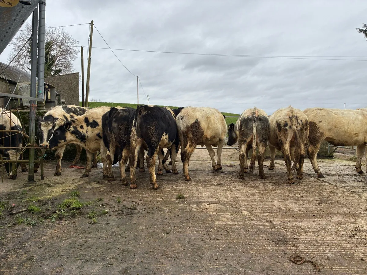 BB bullocks - Image 3