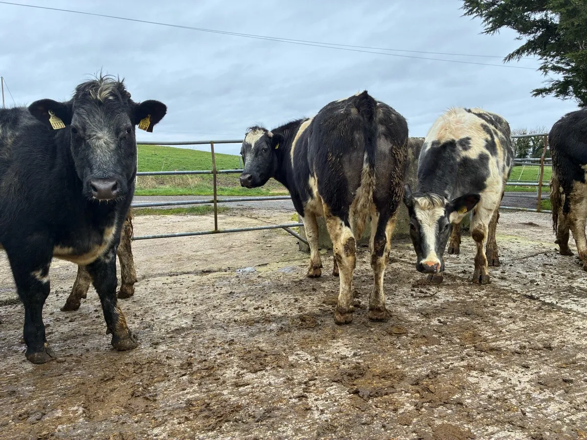 BB bullocks - Image 4