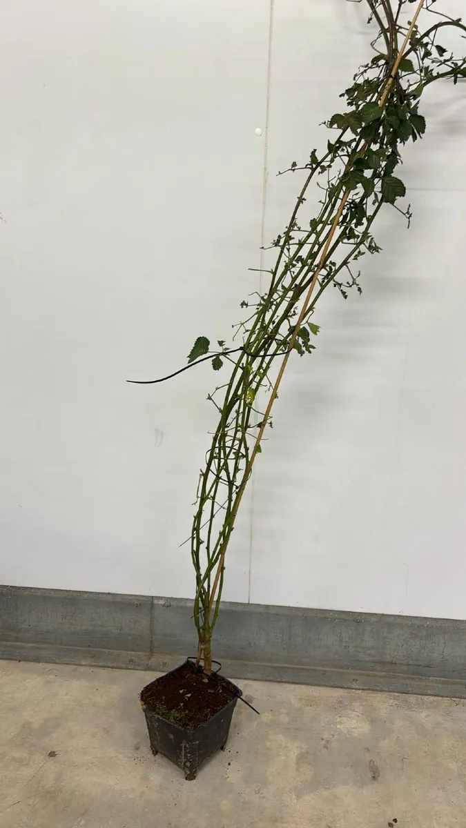 Blackberry Plants - Image 2
