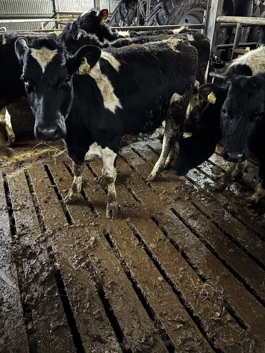 Friesan heifers - Image 1