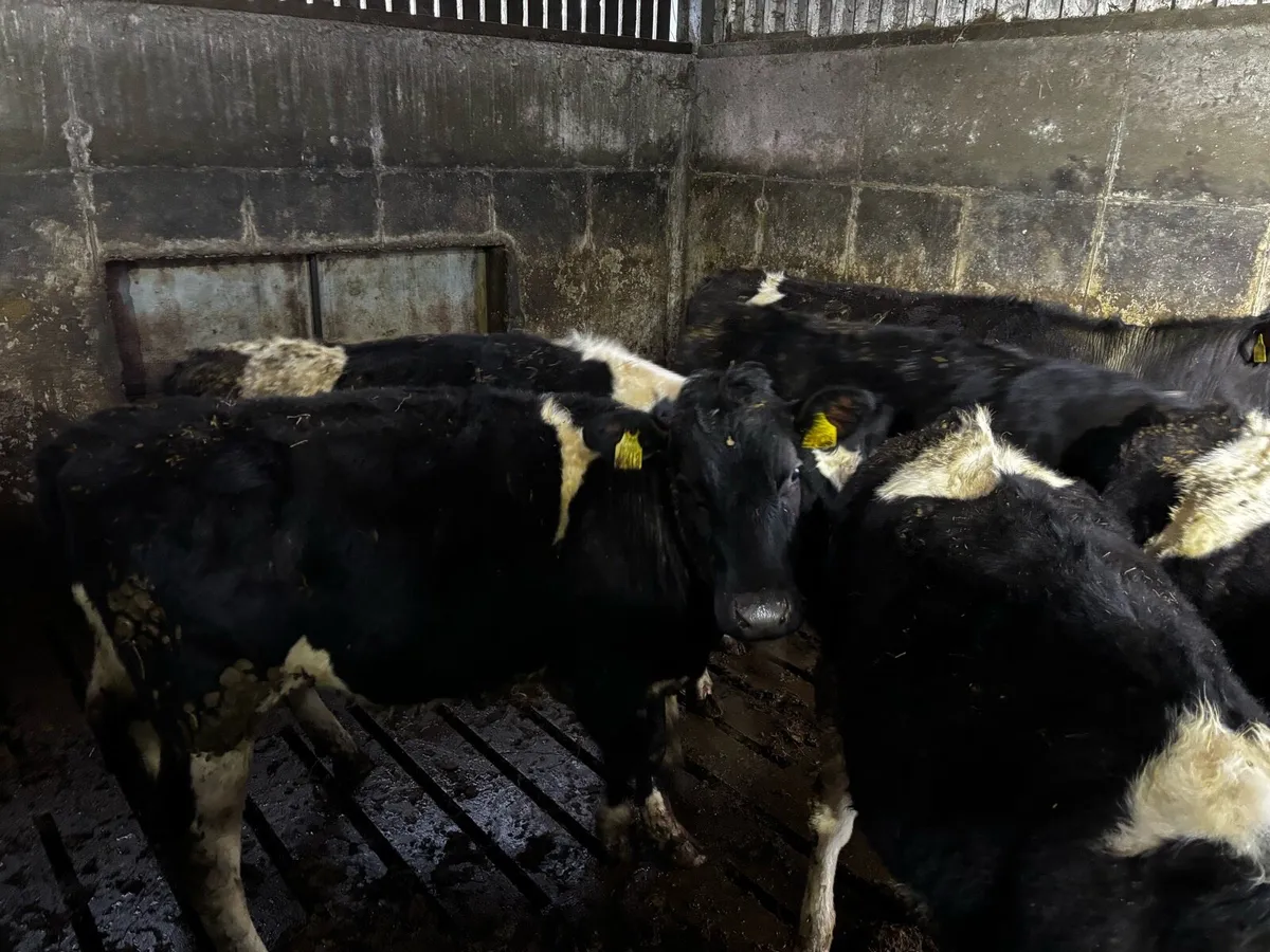 Friesan heifers - Image 2