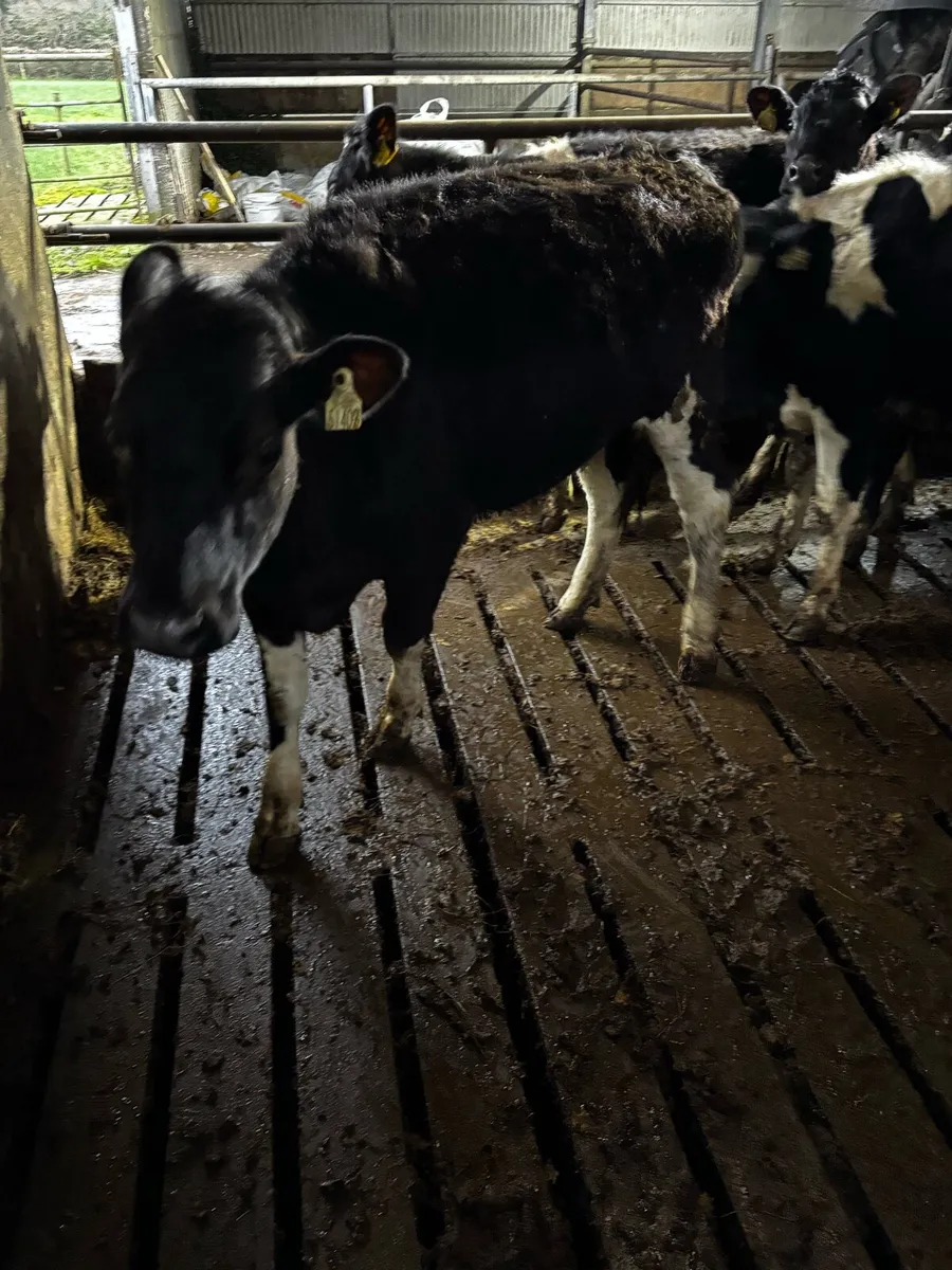 Friesan heifers - Image 3