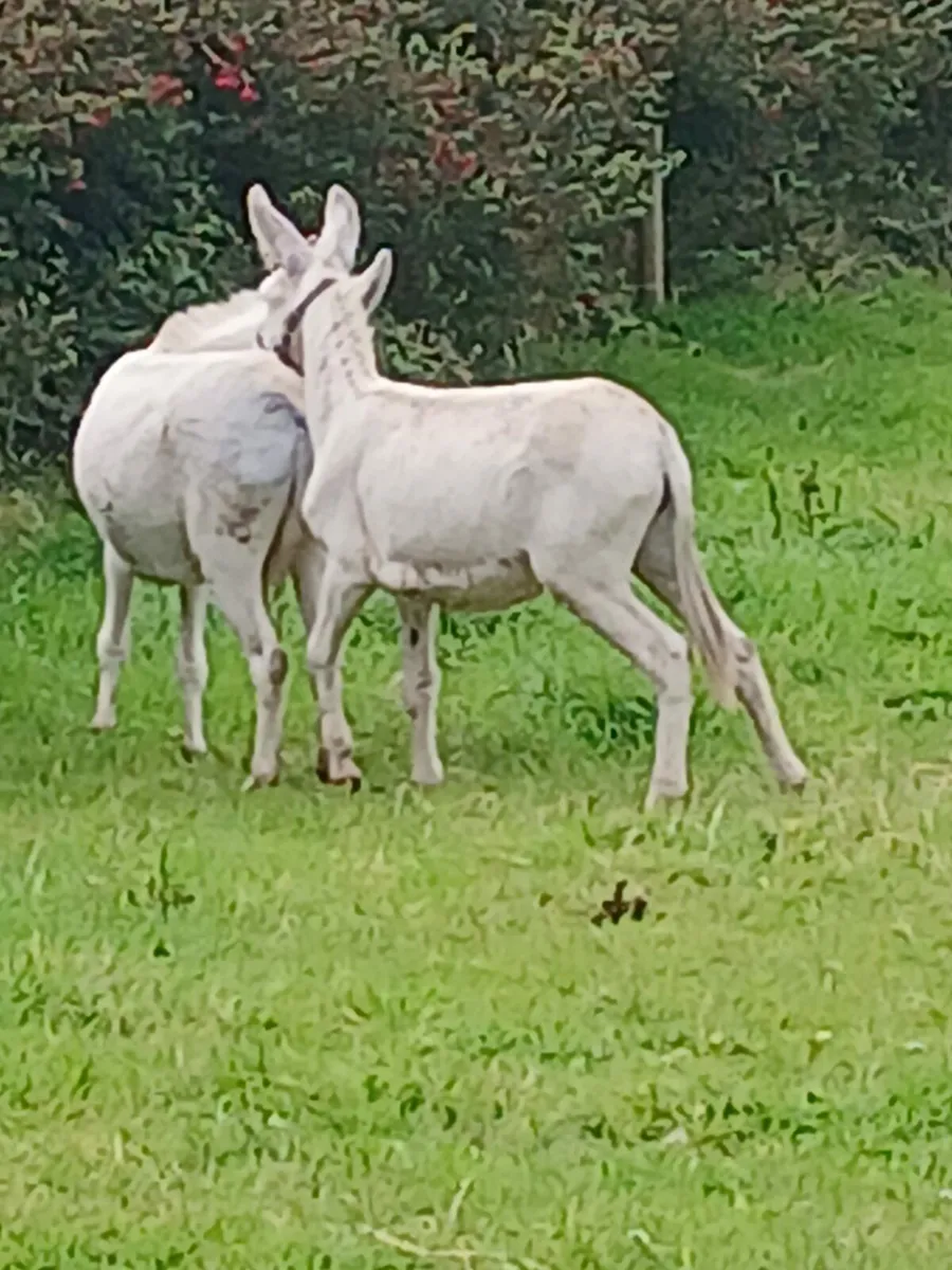 4yo mare donkey....in foal to snow white stallion - Image 2