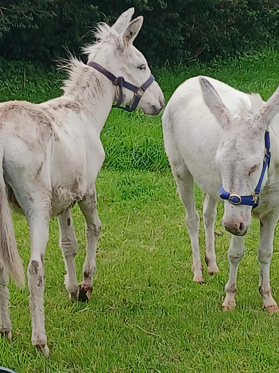 4yo mare donkey....in foal to snow white stallion - Image 3