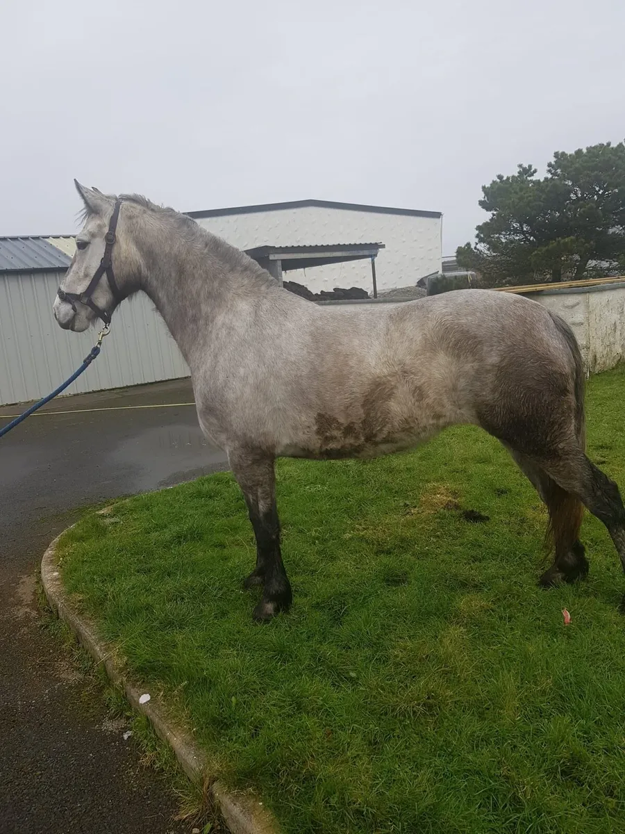 4 year old filly for sale - Image 1