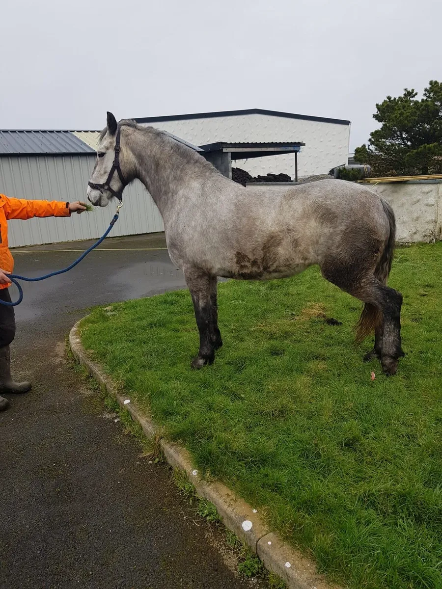 4 year old filly for sale - Image 2