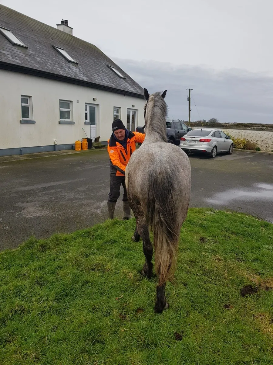 4 year old filly for sale - Image 3