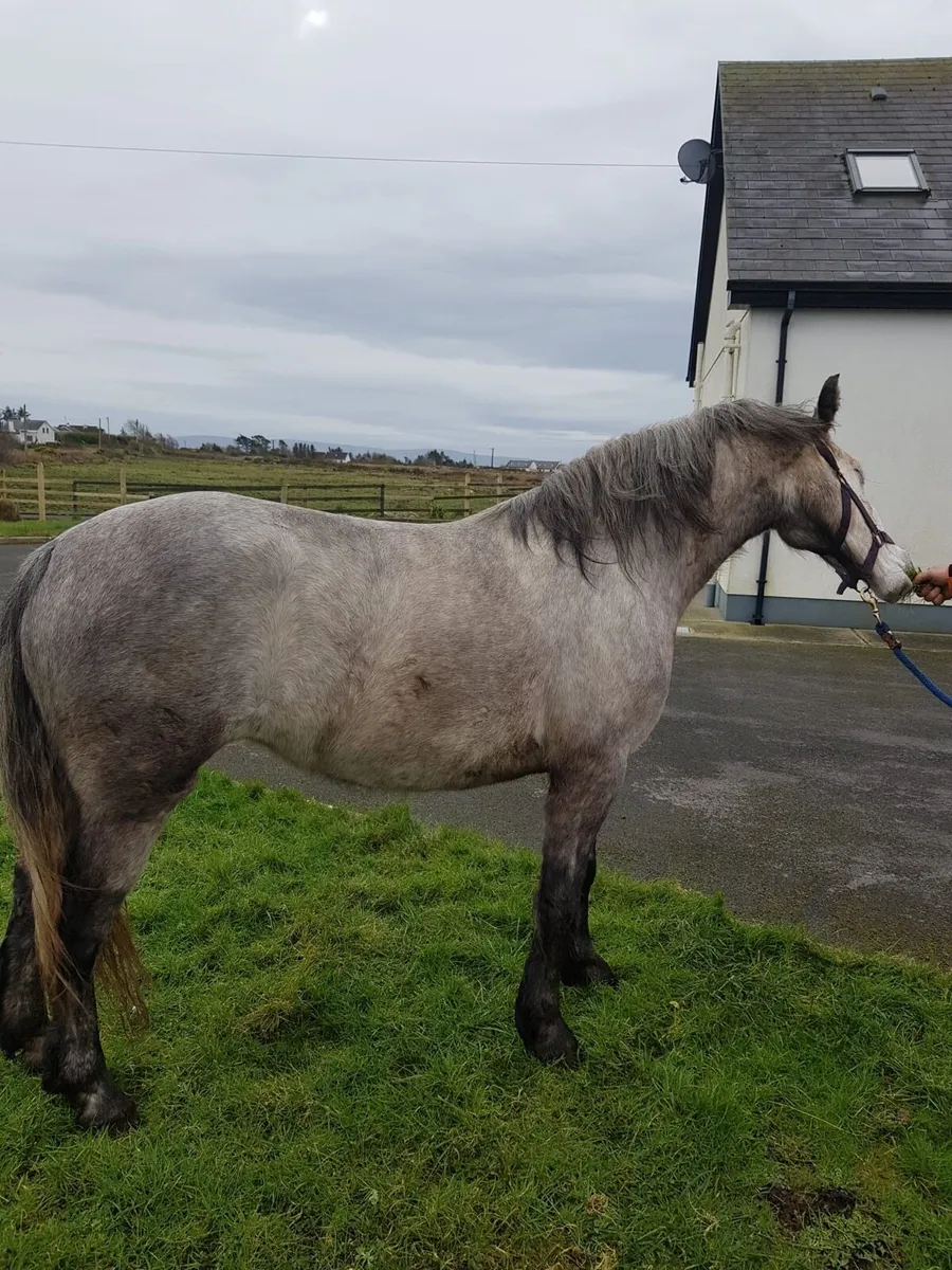 4 year old filly for sale - Image 4