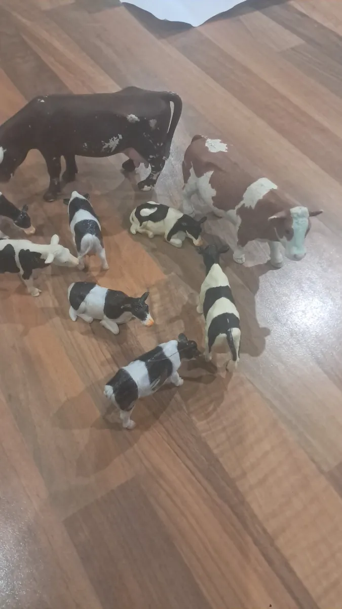 All cattle purchased