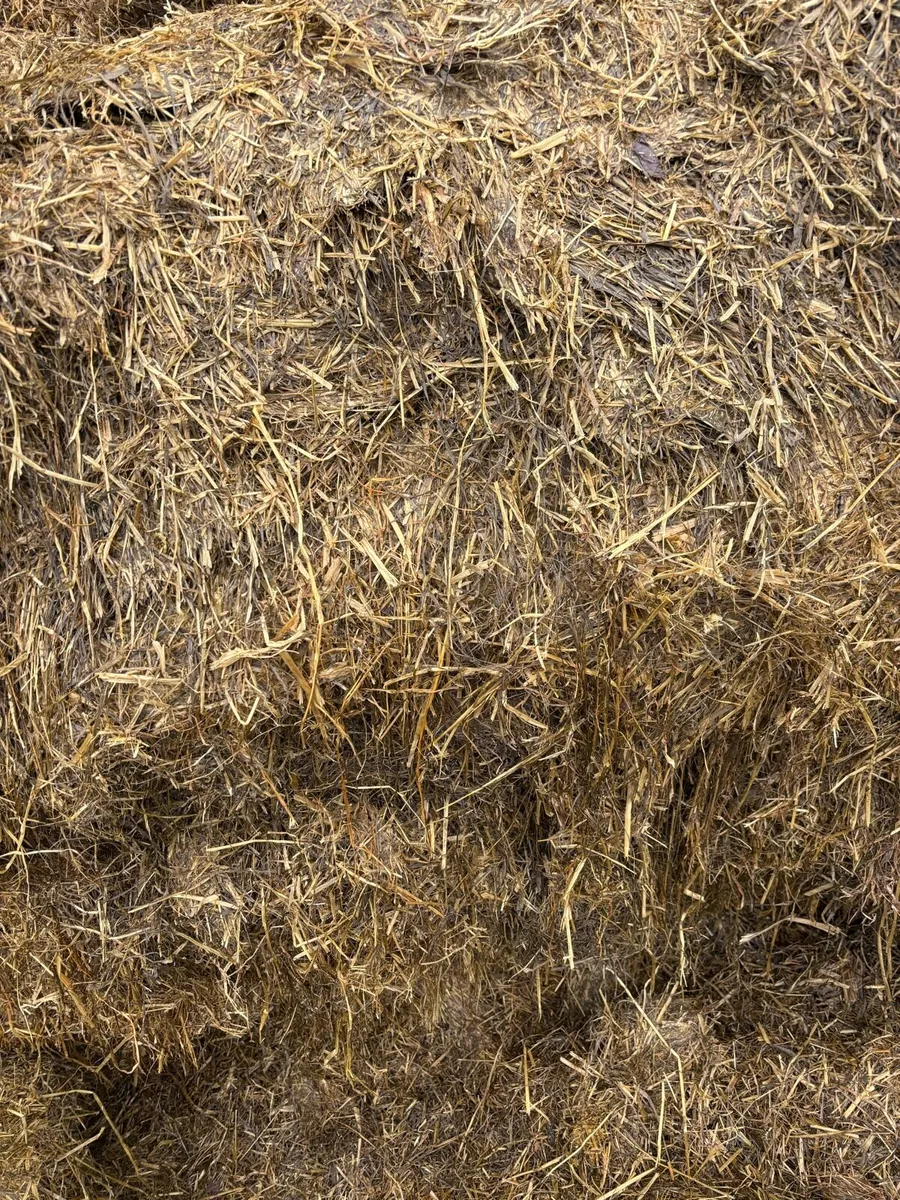 Pit silage - Image 2