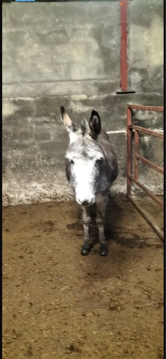 Grey Mare Donkey - Image 1