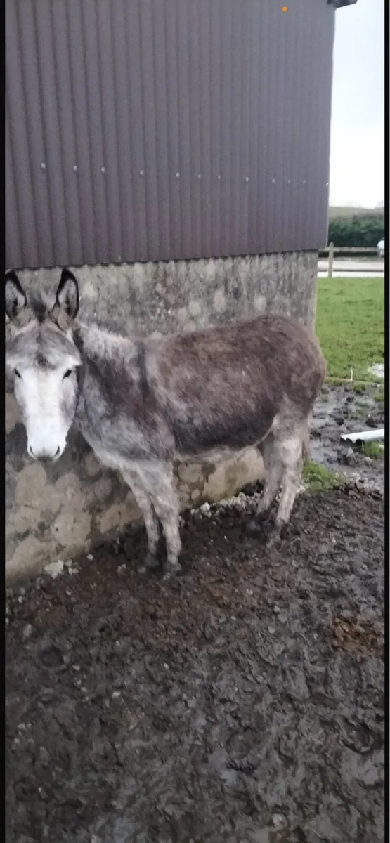 Grey Mare Donkey - Image 2