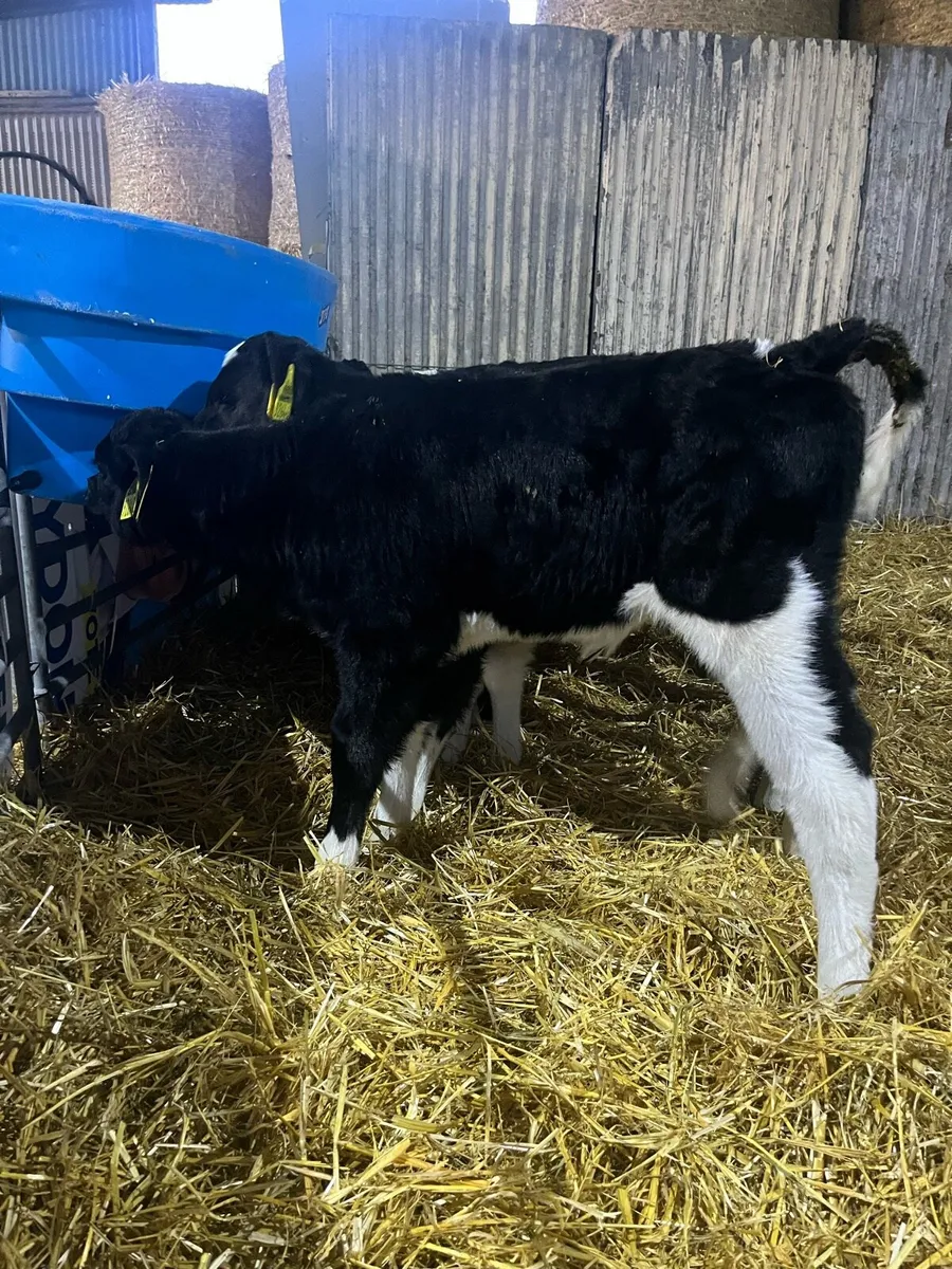 HIGH E.B.I. Heifer calves - Image 2