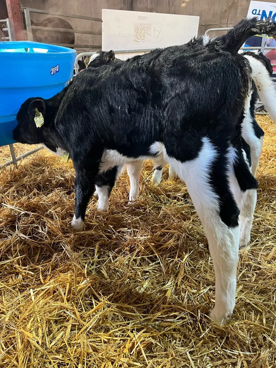 HIGH E.B.I. Heifer calves - Image 4