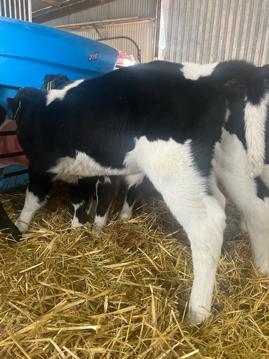 HIGH E.B.I. Heifer calves - Image 1