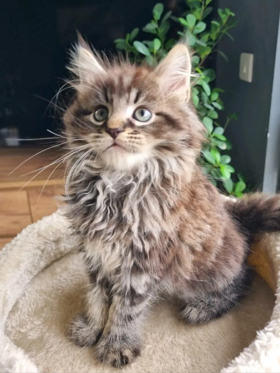 Maine Coon x BSH - Image 1