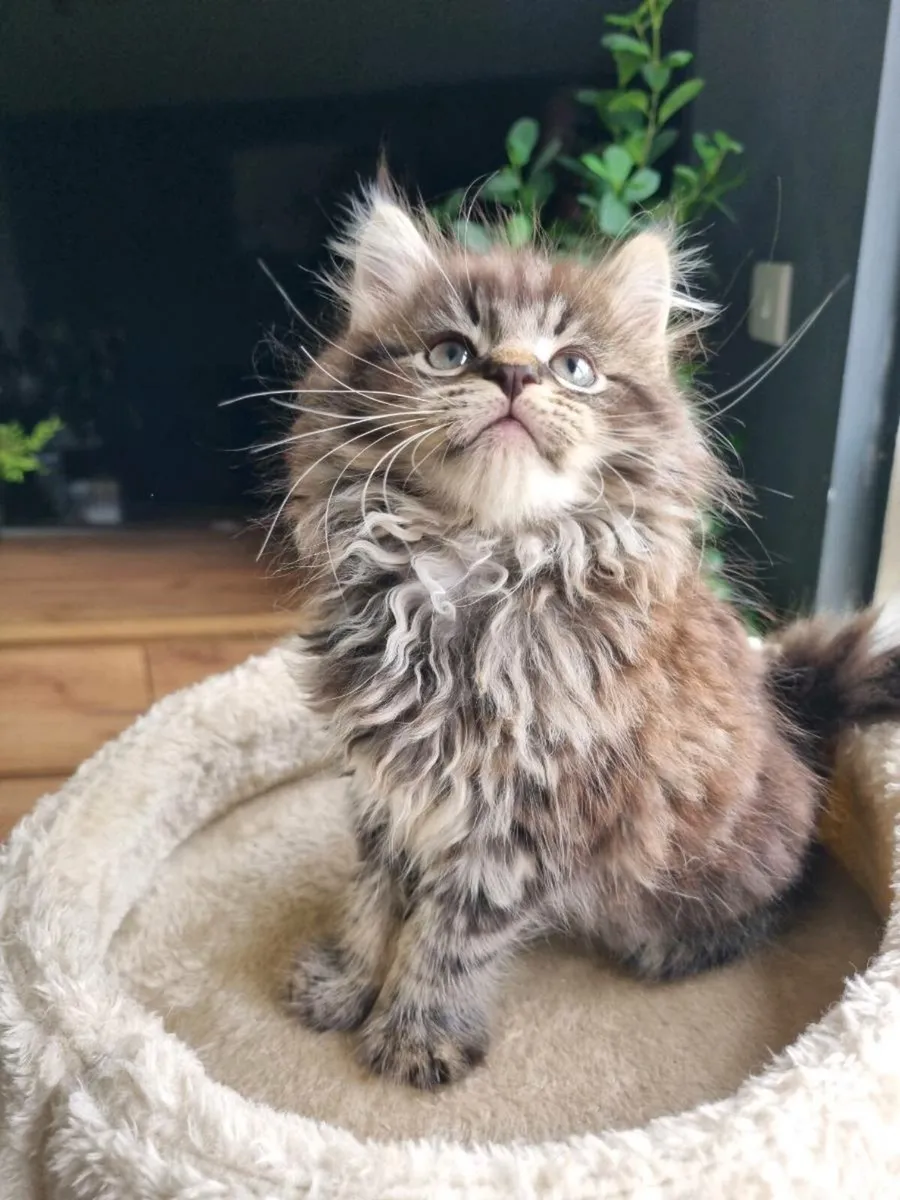Maine Coon x BSH - Image 2