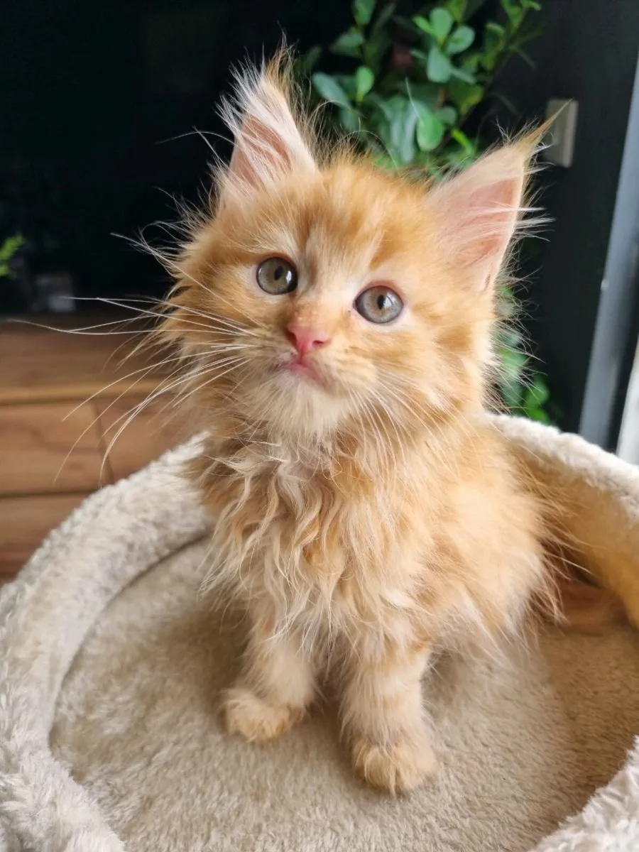 Maine Coon x BSH - Image 3