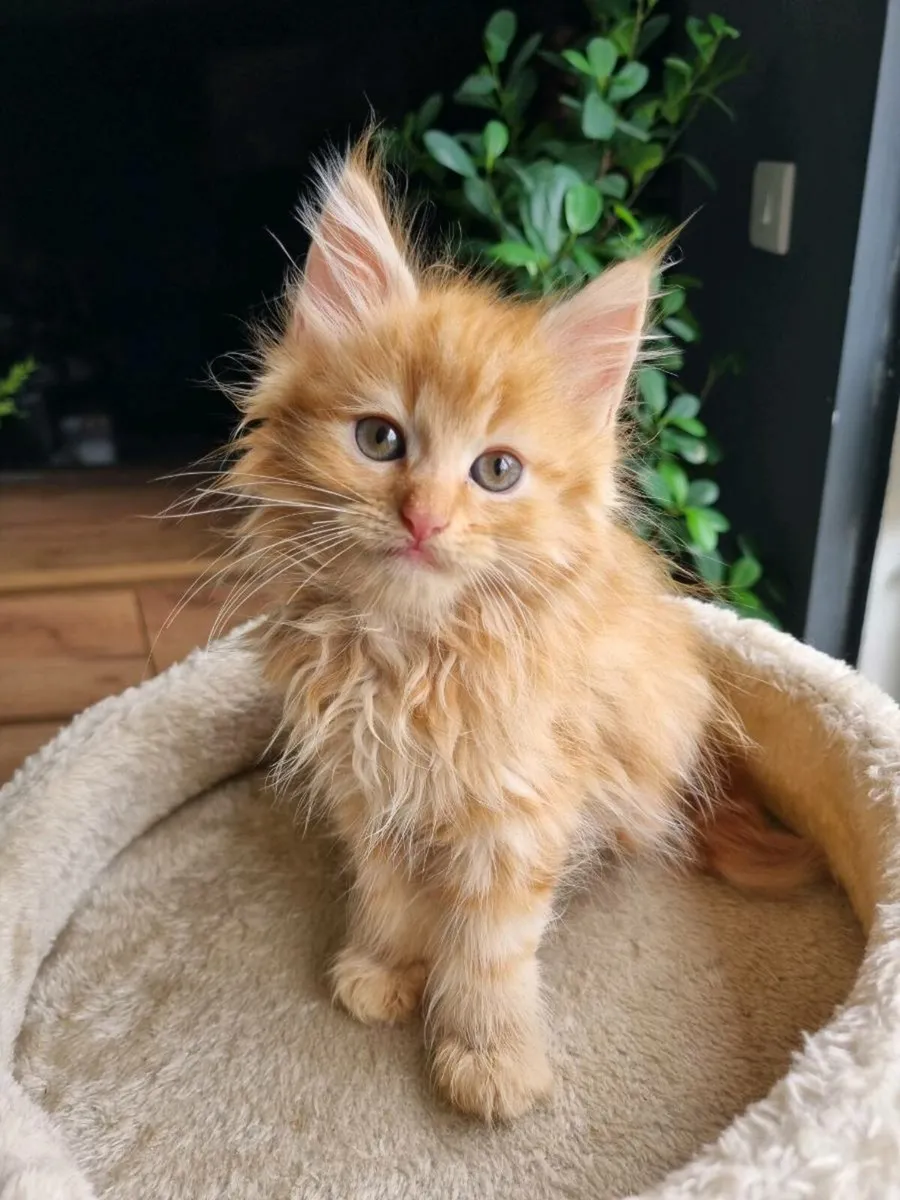 Maine Coon x BSH - Image 4