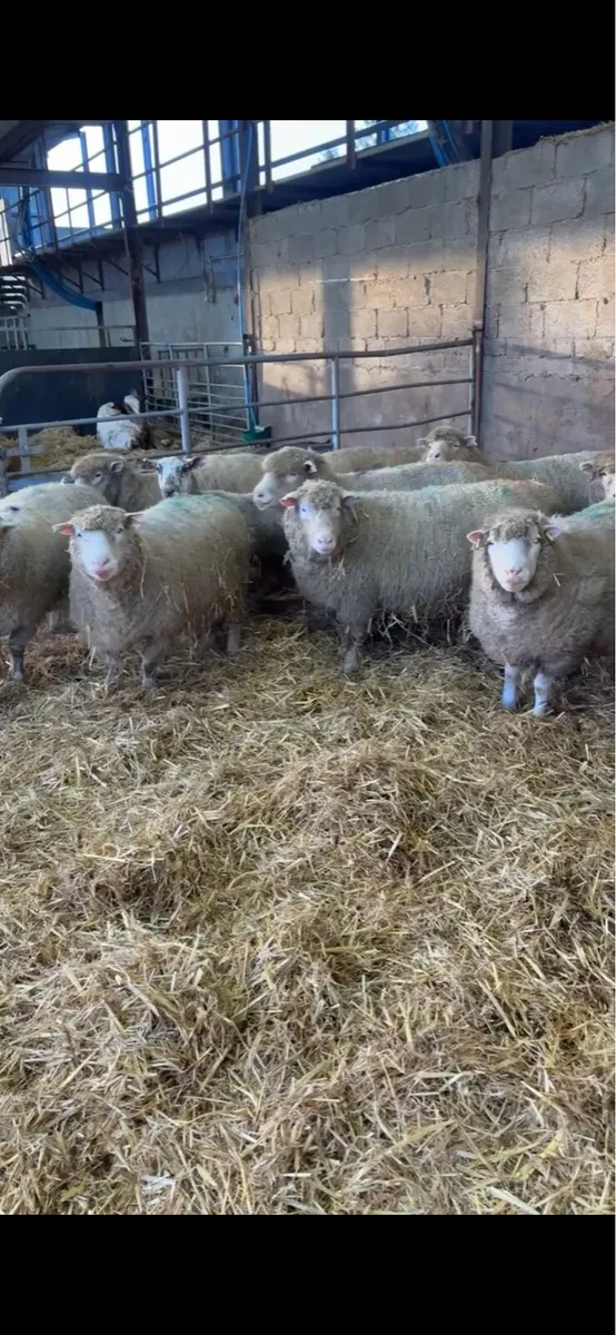 9 springing dorset ewes - Image 1