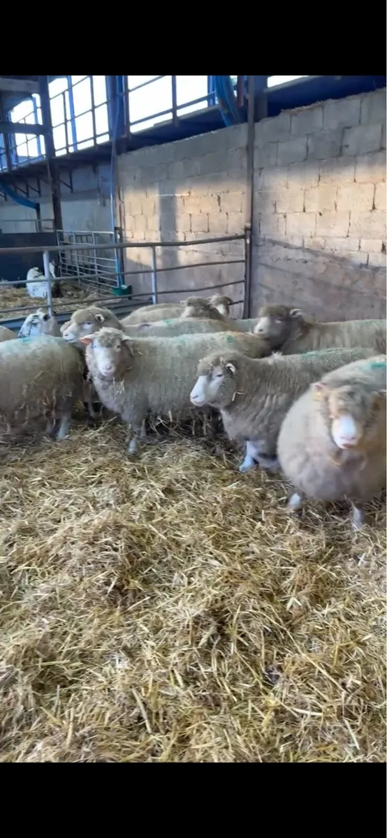 9 springing dorset ewes - Image 2