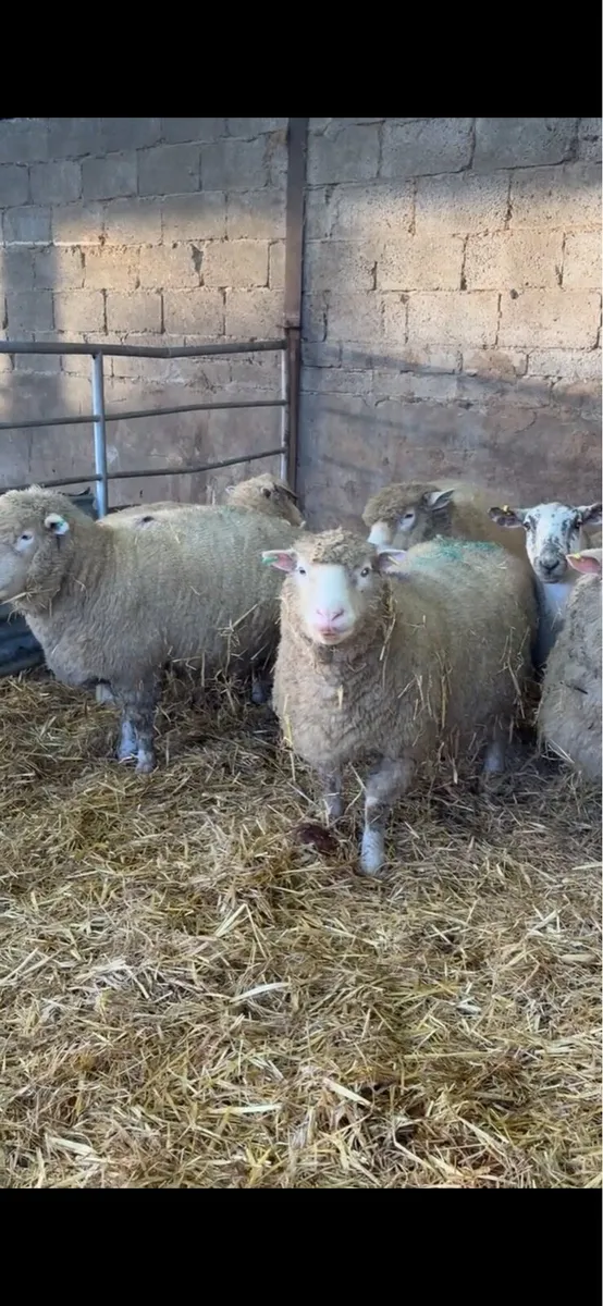 9 springing dorset ewes - Image 3