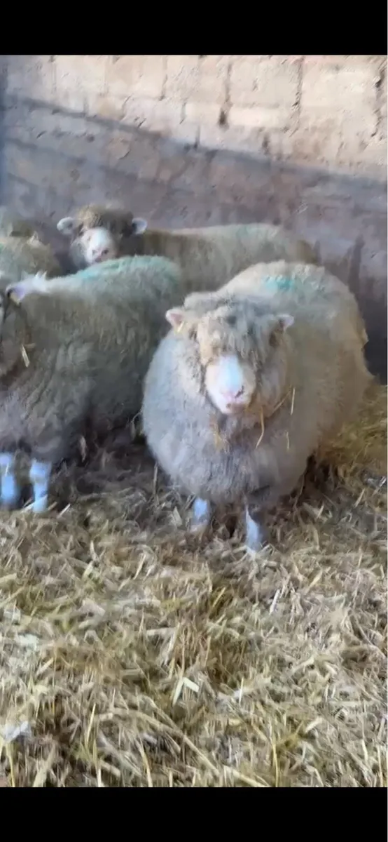9 springing dorset ewes - Image 4