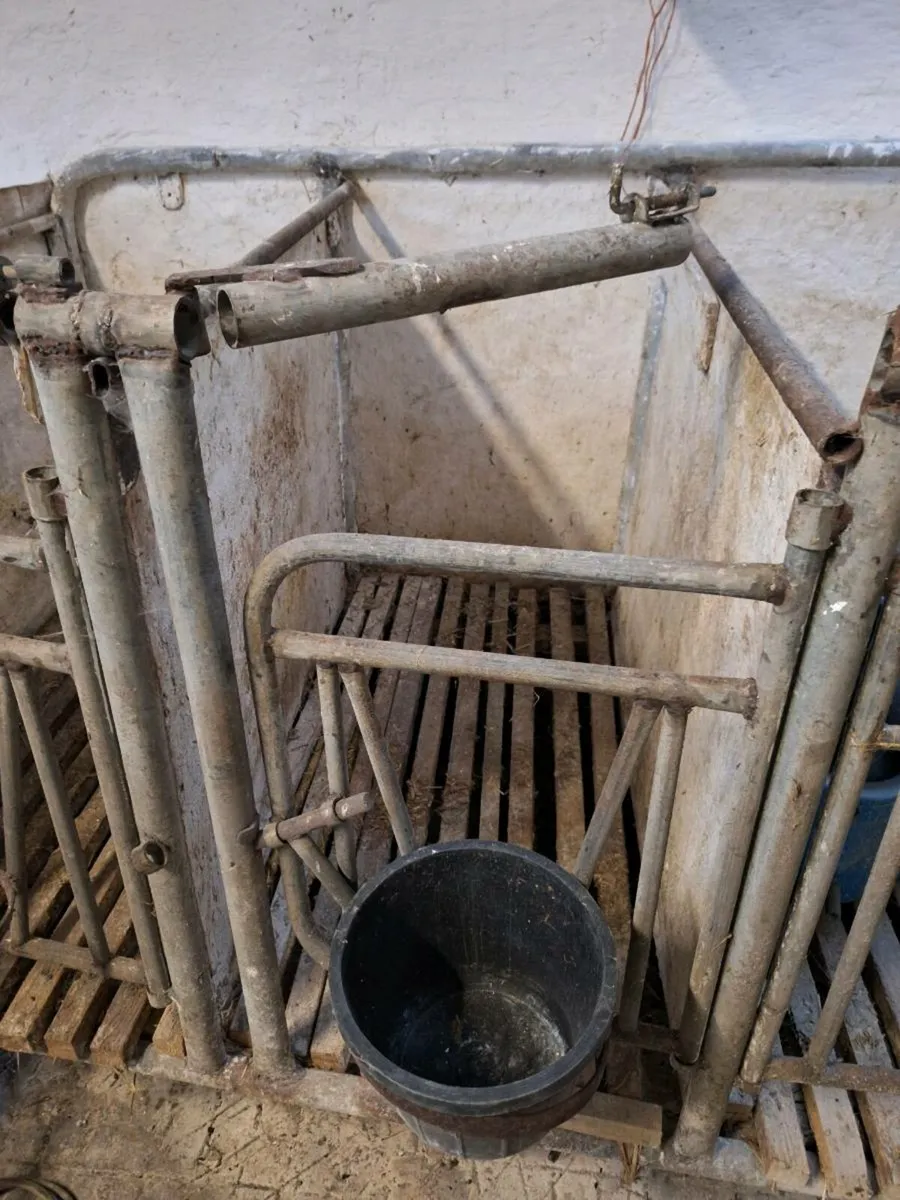 Calf gate - Image 4
