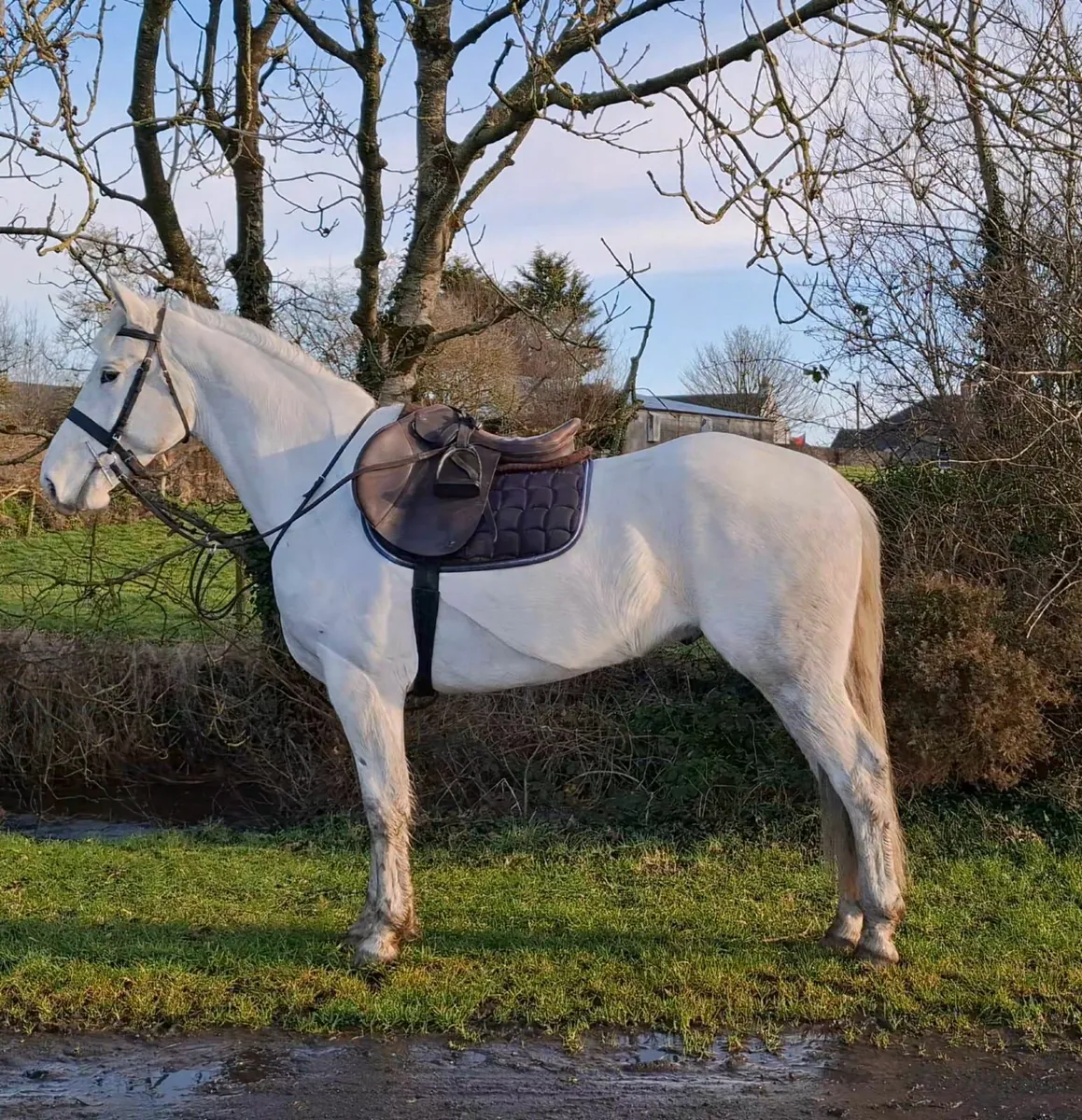 5yr old RID Gelding - Image 1