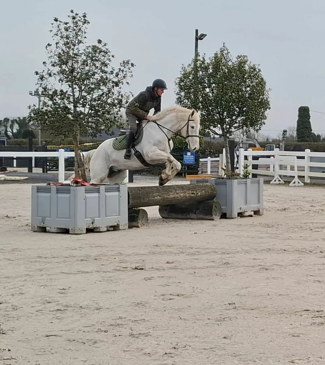 5yr old RID Gelding - Image 2