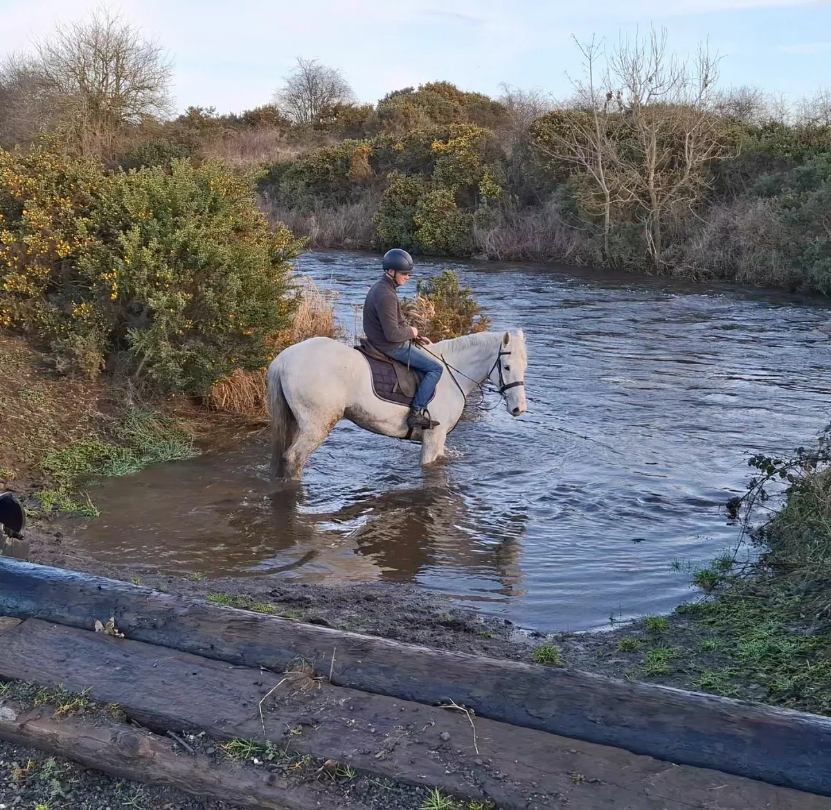 5yr old RID Gelding - Image 4